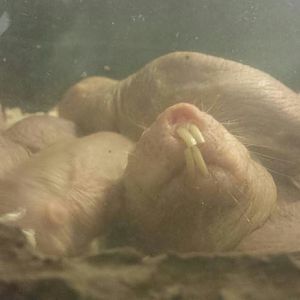 Aug. 2013 - World of the Insect - Naked Mole Rats