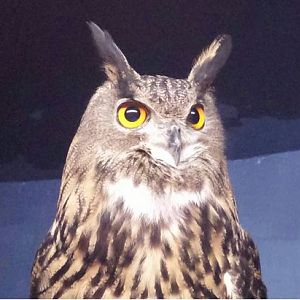 Aug. 2013 - Night Hunters - Eurasian Eagle Owl
