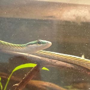 Aug. 2013 - Reptile House - Parrot Snake