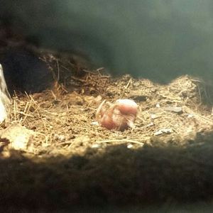 Aug. 2013 - Reptile House - Pinkie