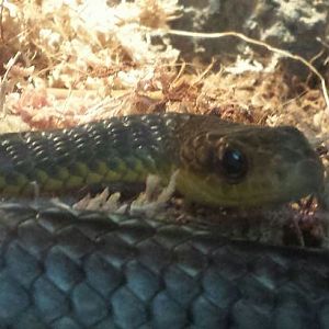 Aug. 2013 - Reptile House - Tropical Racer