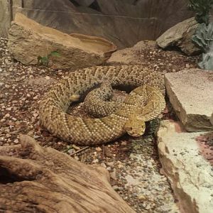 Aug. 2013 - Reptile House - Mexican West Coast Rattlesnake