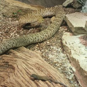 Aug. 2013 - Reptile House - Mexican West Coast Rattlesnake + Desert Grassla