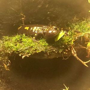 Aug. 2013 - Reptile House - Spotted Salamander