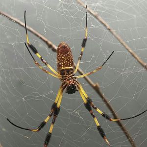 Aug. 2013 - World of the Insect - Florida Orb-Weaver