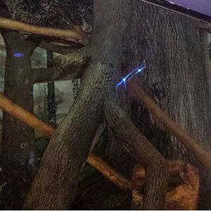 Aug. 2013 - Night Hunters - Tayra Exhibit