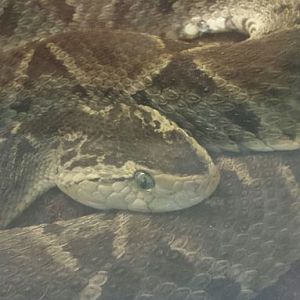 Aug. 2013 - Reptile House - Terciopelo