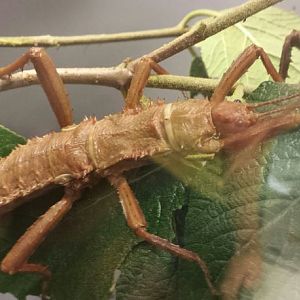 Aug. 2013 - World of the Insect - Thorny Devil Stick Insect