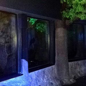 Aug. 2013 - Night Hunters - Common Vampire Bat Exhibit