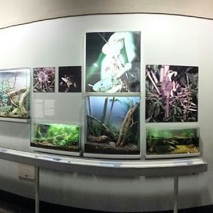 Aug. 2013 - World of the Insect - What Eats Insects Section