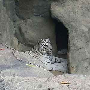 Aug. 2013 - Cat Canyon - White Tiger
