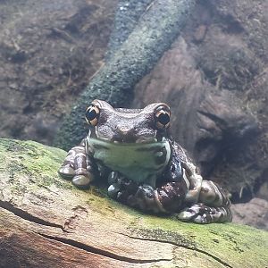 Aug. 2013 - Reptile House - Amazon Milk Frog