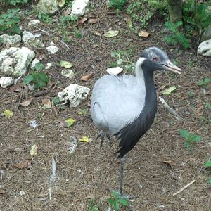 Demoiselle Crane