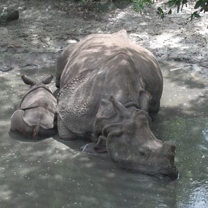 Indian Rhinoceros