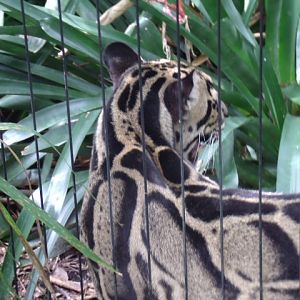 Clouded Leopard