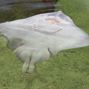 Ray species bottom-side ID