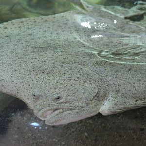 Big flath fish ID