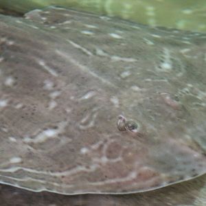 Ray-species ID