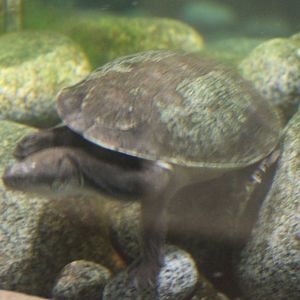 Turtle ID