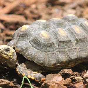 red-footed tortoise