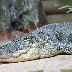 American alligator