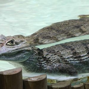 Spectacled caiman