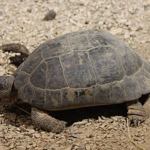 Marginated tortoise