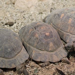 Marginated tortoises