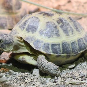 Horsfield tortoise