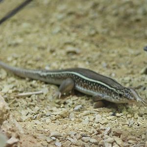 Karsten's girdled lizard