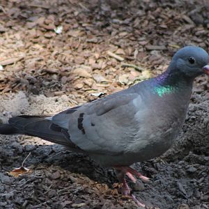 Stock dove