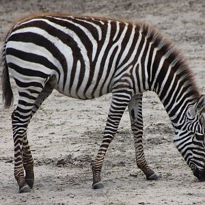 Young zebra