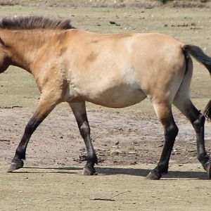 Przewalski horse