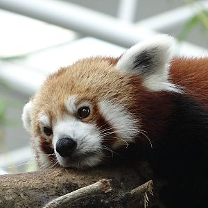 Red Panda