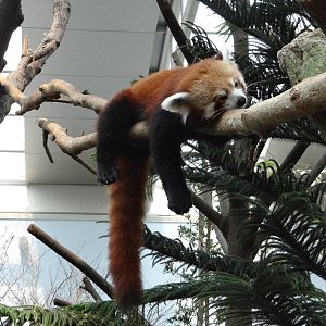 Red Panda