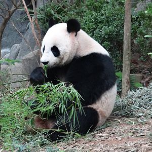 Giant Panda