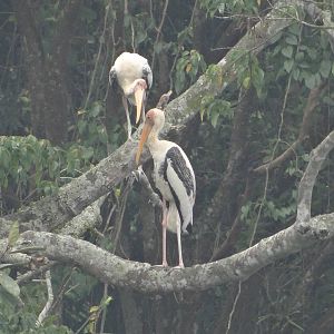 Painted Stork