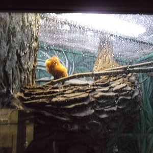 Golden Lion Tamarin