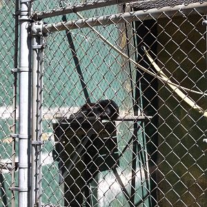 Mexican spider monkey