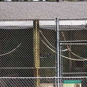 Mexican spider monkey