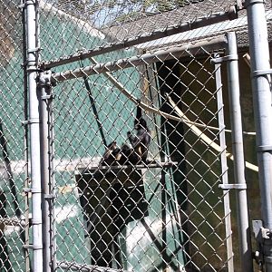 Mexican Spider Monkey