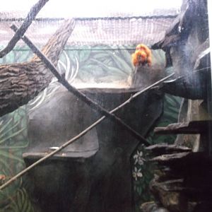 Golden Lion Tamarin