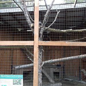 North American Porcupine