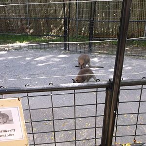 Bennett's Wallaby