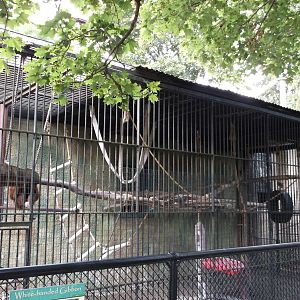 White Handed Gibbons exhibit