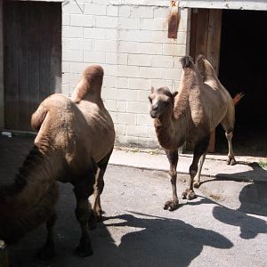 Bactrian camel
