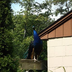 Indian Peacock