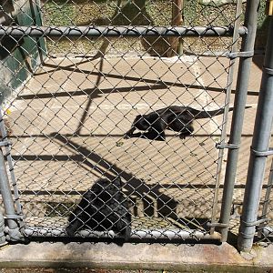 Mexican Spider Monkey