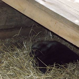 North American beaver