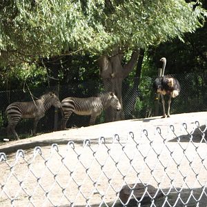 Ostrich and Hartmann's mountain zebra